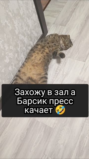 Плюшевый Барсик #юмор