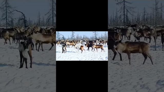 красивые олени.mp4 смотреть онлайн