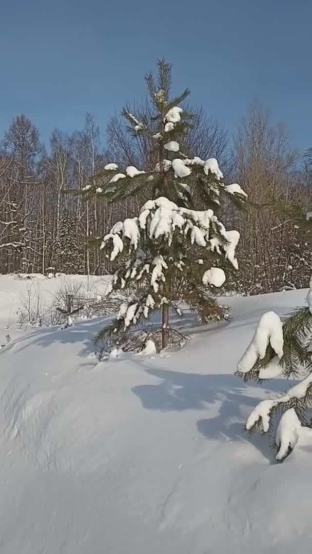 Зимние прогулки. След зайца, след лисы.