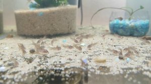 Кормления маленьких коридорасов