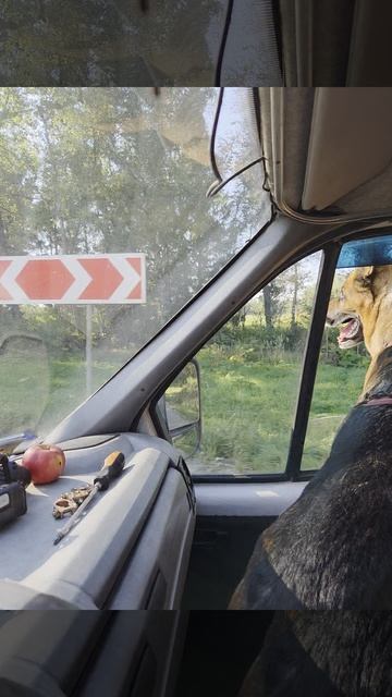 довольный пес