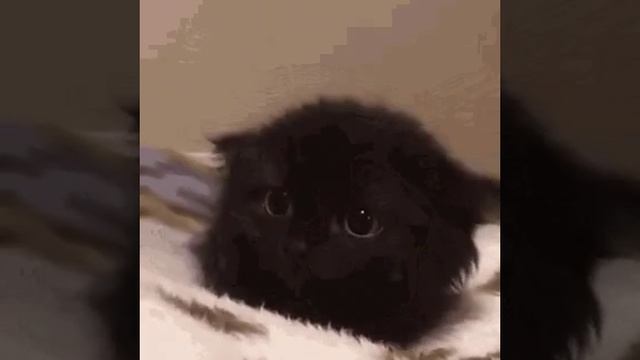 VID-20240918-WA0008.mp4 смотреть онлайн