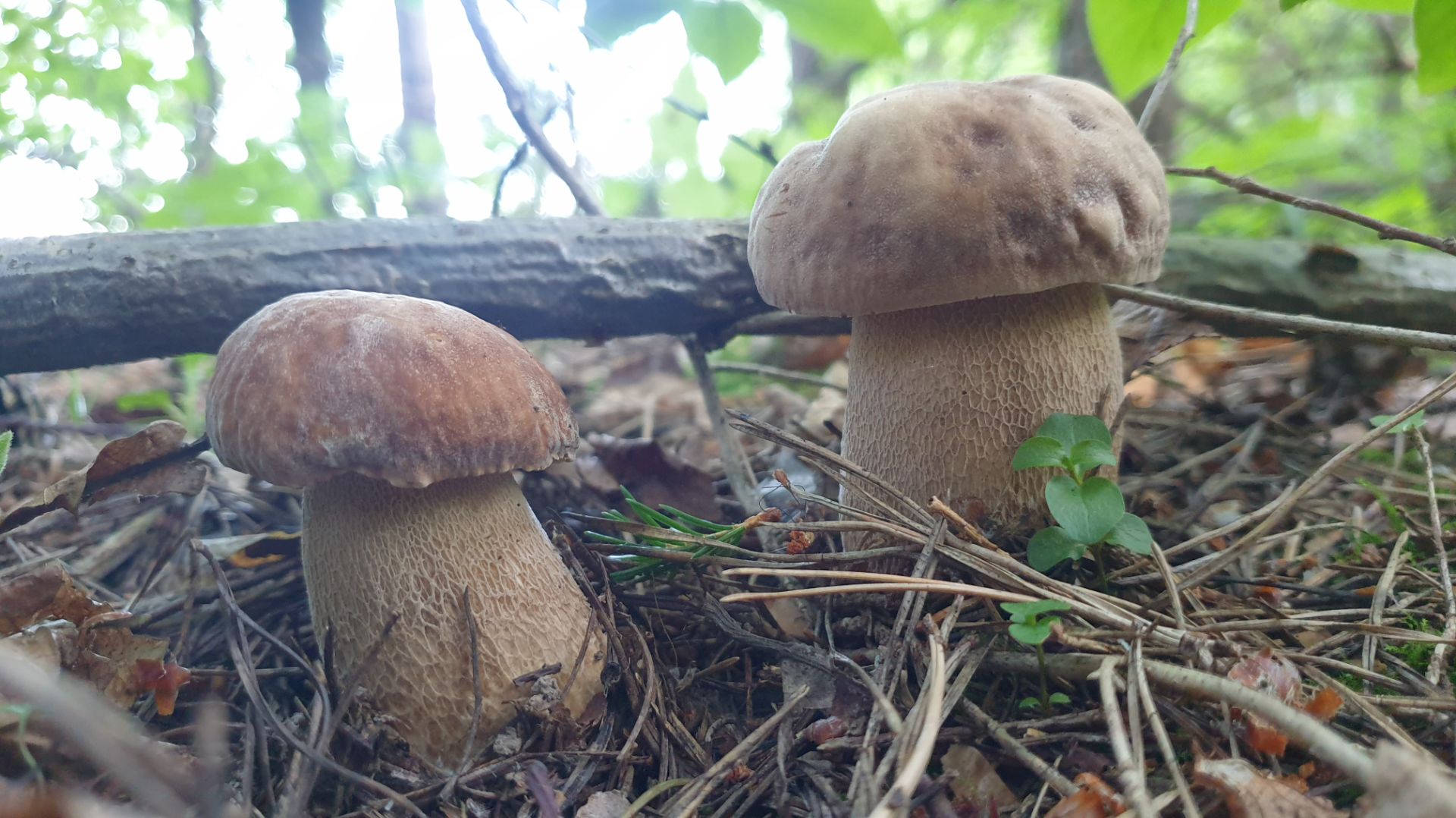 БЕЛЫЕ ГРИБЫ НАБИРАЮТ ОБОРОТЫ ! Дегустируем желчный гриб ! смотреть онлайн