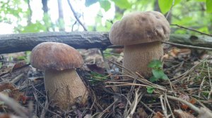 БЕЛЫЕ ГРИБЫ НАБИРАЮТ ОБОРОТЫ ! Дегустируем желчный гриб !