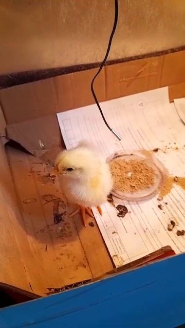 VID-20230902-WA0000.mp4 смотреть онлайн