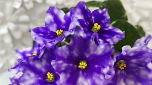 Фиалка Hunter’s Andromeda