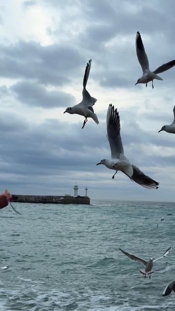 Ялта 2026 набережная. Ялтинский вайб, море, чайки и маяк. Крым сегодня #ялта #ялтанабережная #крым смотреть онлайн