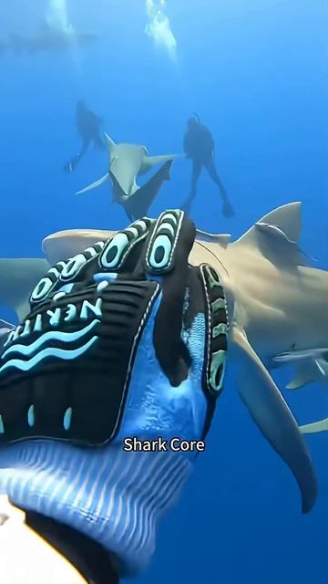 Среди акул. смотреть онлайн