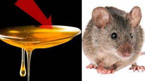 Как избавиться от мышей и крыс навсегда За 3 Секунды!САМЫЕ ЛУЧШИЕ СПОСОБЫ В МИРЕ!