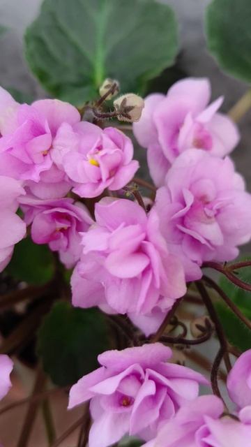 Фиалка трейлер Dresden Doll