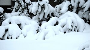 Январские картинки