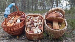 ГРИБ ПАПАН И БУГРОВАЯ СВИТА ! ПРАЗДНИЧНЫЕ БЕЛЫЕ ГРИБЫ БОРОВИКИ ПОДАРИЛ БОР !