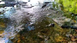 Журчание лесного ручья // Звуки природы (релакс, медитация) // Забудь о проблемах