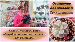 Освещение для Фиалок и Суккулентов! Какими лампами у нас оборудованы окна и стеллажи для растений!