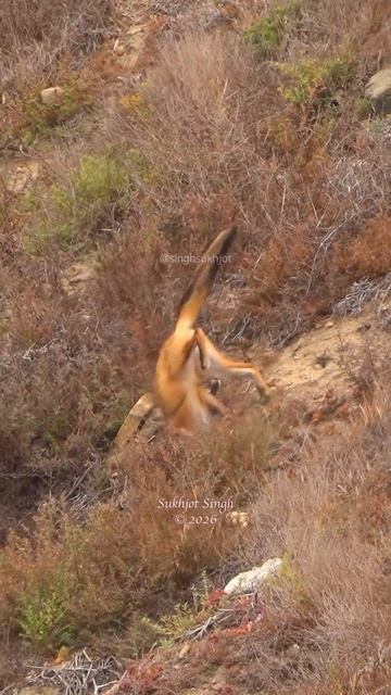 Сапсан вырубает рыжую лису смотреть онлайн