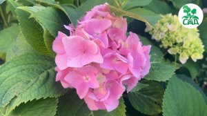 ТОП декоративных растений для живой изгороди: быстро и красиво!