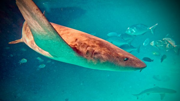 Акулы на Мальдивах