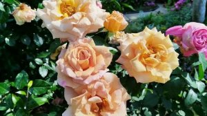 Из дождливого лета приветы 🐈🌹🐈⬛ #роза Пароле и #роза Суламифь