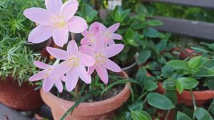 Зефирантес ( выскочка).