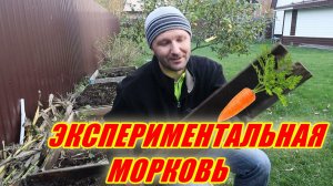 Как посадить морковь, чтобы она выросла крупной и сладкой? Мой личный способ!