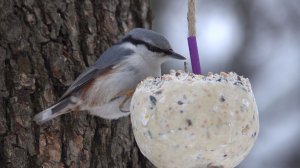 Зарисовка с птичками