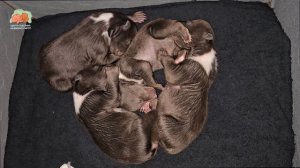 Медвежий народ растет  на глазах!