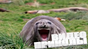 ЛУЧШИЕ ПРИКОЛЫ 2025 | ПРИКОЛЫ 2025 | СВЕЖИЕ ПРИКОЛЫ 2025 | РЖУ НЕ МОГУ |