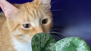 Вечерний обход! Она продолжает трепать мне нервы!