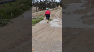 Помимо приюта ещё кормлю по дороге собак на