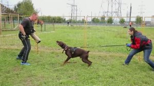 Московский питомник рабочих доберманов Lord Svarog. Послушание в защите добермана Булата.