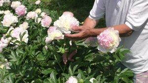 пион Raspberry Sundae