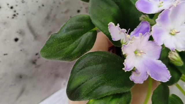 Фиалка трейлер LV-Цветы для Любимого (Л. Шевелева) 2025 г. (клакамасный лонг)