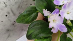 Фиалка трейлер LV-Цветы для Любимого (Л. Шевелева) 2025 г. (клакамасный лонг)