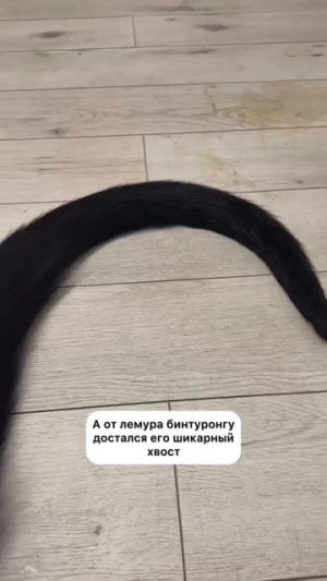 MOV_20260123_095855_436.mp4