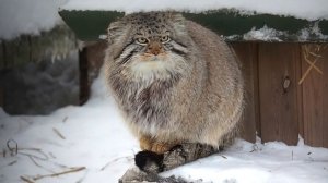 Кто сказал, что манулы не умеют быстро бегать? Жора, Лоло, Снежинка и другие встречают кормилицу.