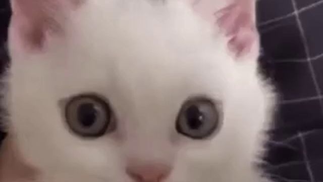 VID-20240918-WA0009.mp4 смотреть онлайн