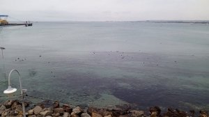 video_2026-01-24_14-55-31