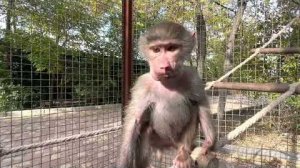 Люся наелась яблок и ВКЛЮЧИЛА БАБУИНА, а Ангелина охраняет своих хвостатых питомцев!