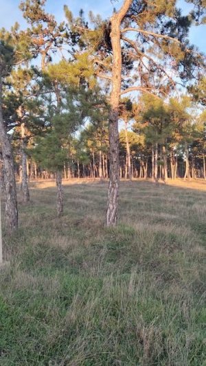 Дом в Мирном | Лесочек | д15