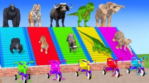 Веселые игры с слоном, гориллой, бегемотом, тигром - 3D игра с животными - Забавные 3D животные