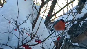 Словно яркие большие пузыри, на калину прилетели снегири!!!