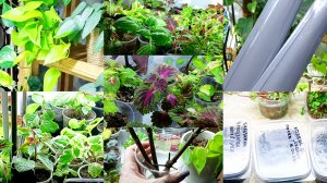 Будни цветовода. Первые посевы и всходы. Рассадила колеусы, купила лампы.