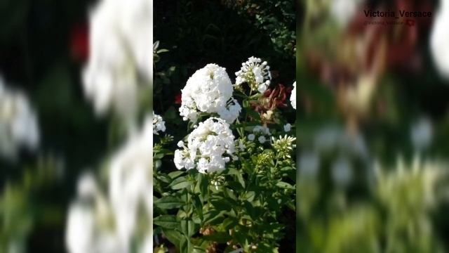 Красивые цветы! Воспоминания лета 2025 года. #цветы смотреть онлайн