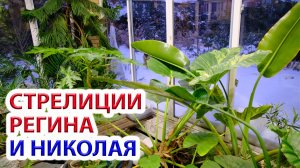 Стрелиция Николая и Регина в чем разница