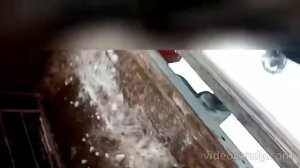 Орск. Отловщики-живодёры душат собаку при отлове😡