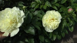 Пион	Philip the Arab