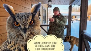 Снегирь с ПТСР? Мороз на улице,а мы тестируем антенну для роутера. Совы готовятся ночевать на морозе