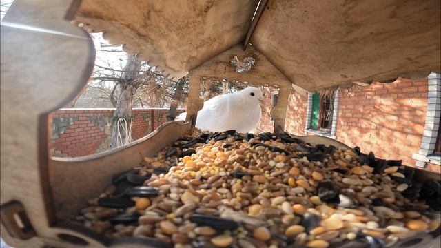 В гостях у Буси ( у Бусинки) смотреть онлайн