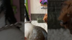 энтервью у Питира