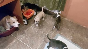 6 недель, слово " нельзя" уже знаем.